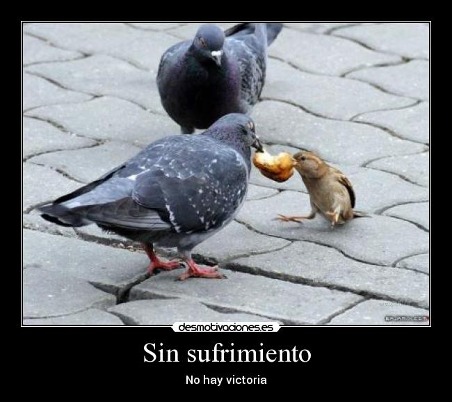 Sin sufrimiento - No hay victoria