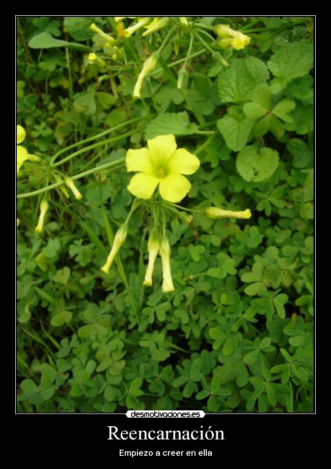 Reencarnación - Empiezo a creer en ella