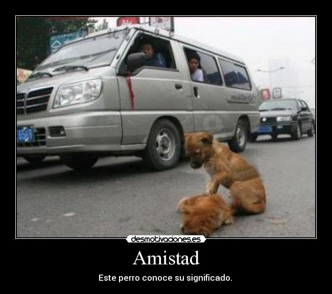 Amistad - Este perro conoce su significado. 