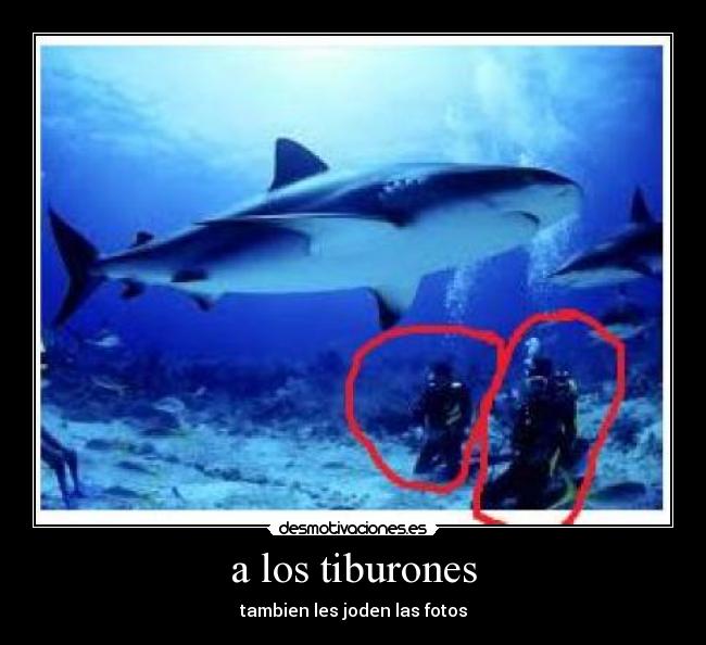a los tiburones -