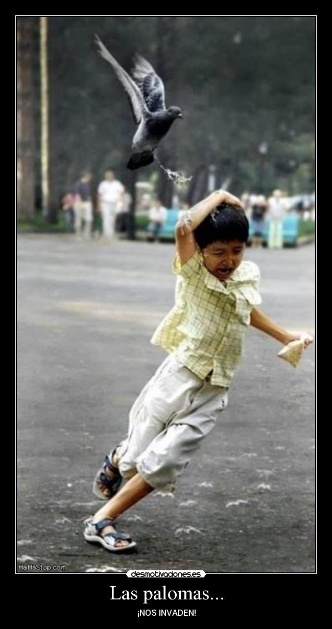 Las palomas... - ¡NOS INVADEN!