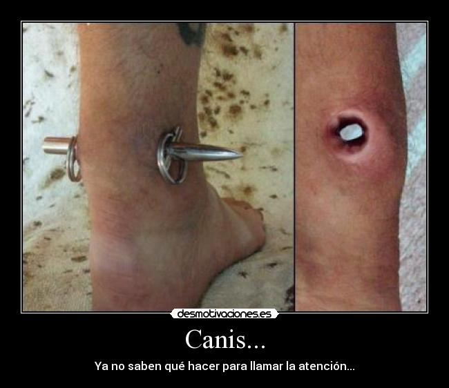 carteles canis poquera poquero bakala atencion desmotivaciones