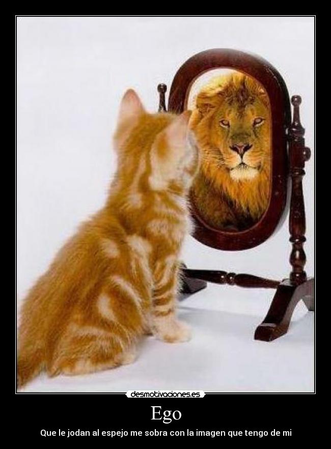 carteles gatosespejo leon desmotivaciones