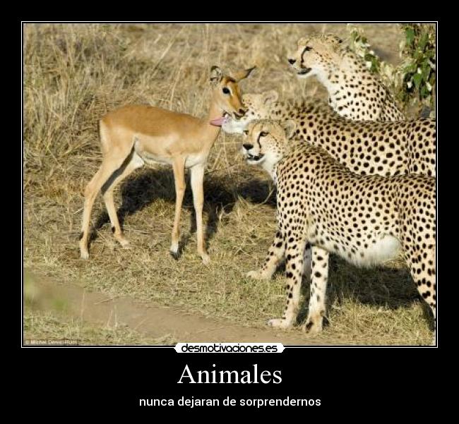 Animales - nunca dejaran de sorprendernos