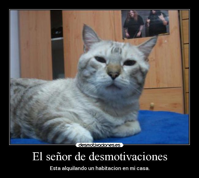 El señor de desmotivaciones - Esta alquilando un habitacion en mi casa.