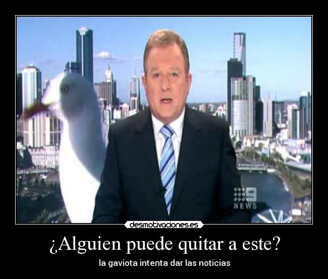¿Alguien puede quitar a este? - la gaviota intenta dar las noticias