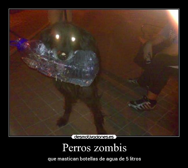Perros zombis - que mastican botellas de agua de 5 litros