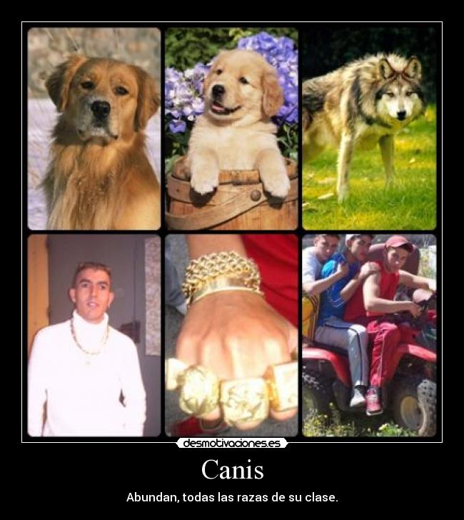 Canis - Abundan, todas las razas de su clase.