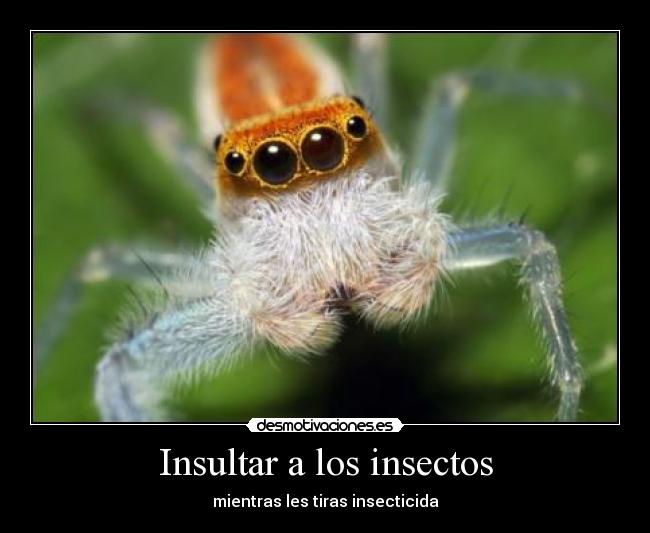 Insultar a los insectos -
