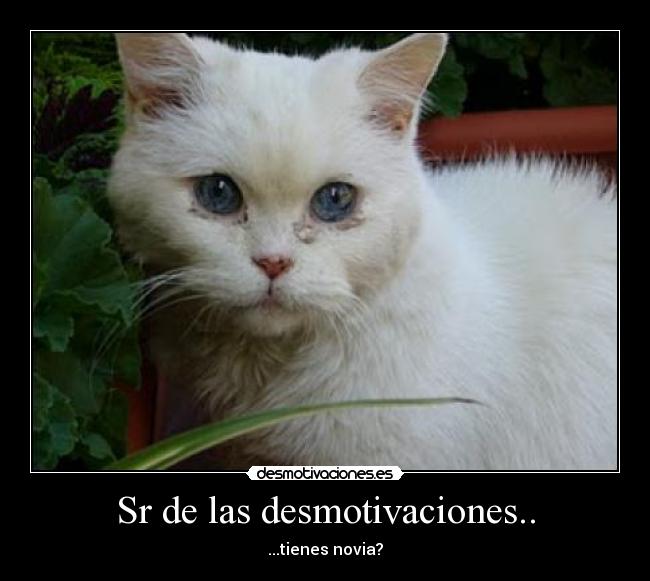 carteles desmotivaciones desmotivaciones gatosnovia desmotivaciones
