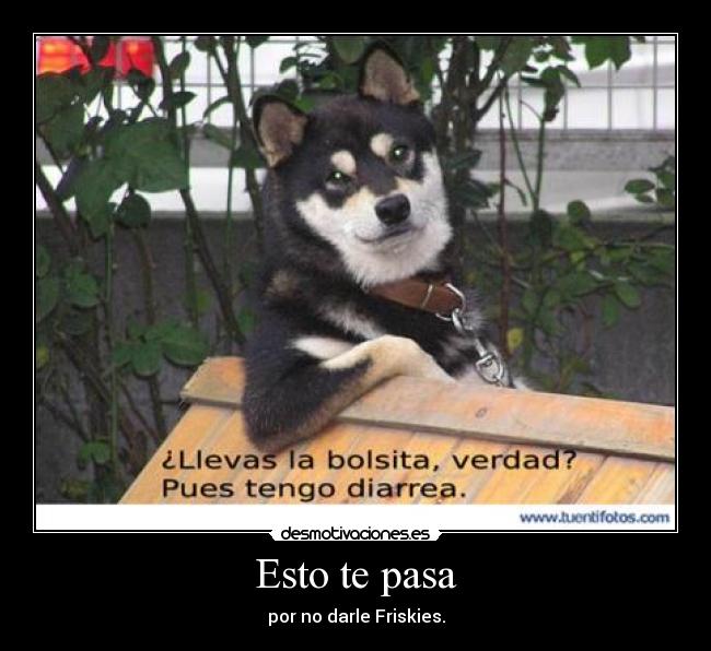 Esto te pasa - por no darle Friskies.