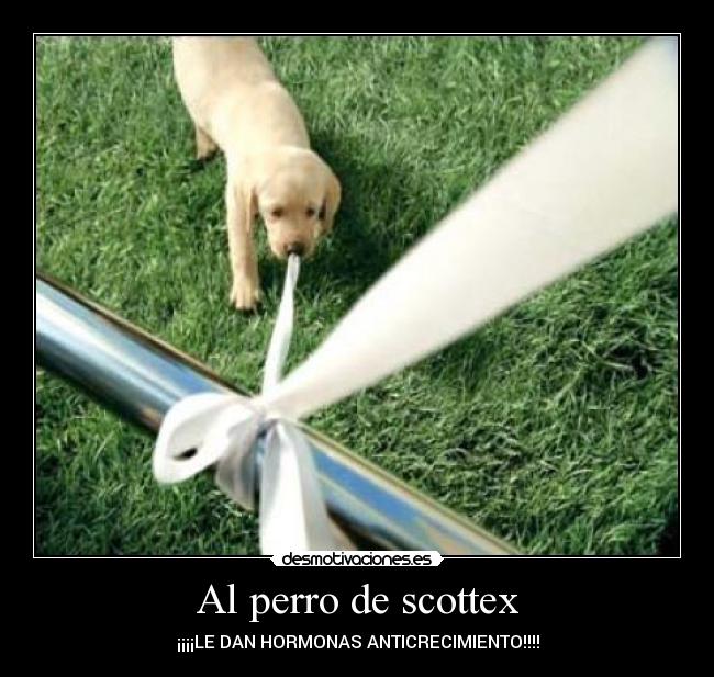 Al perro de scottex - ¡¡¡¡LE DAN HORMONAS ANTICRECIMIENTO!!!!
