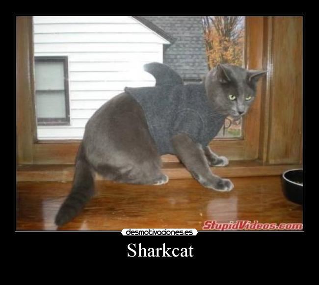 Sharkcat - 