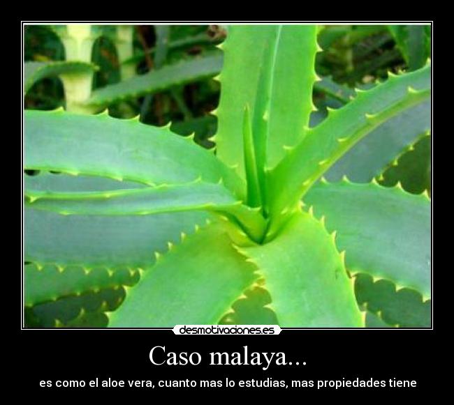 carteles aloe desmotivaciones