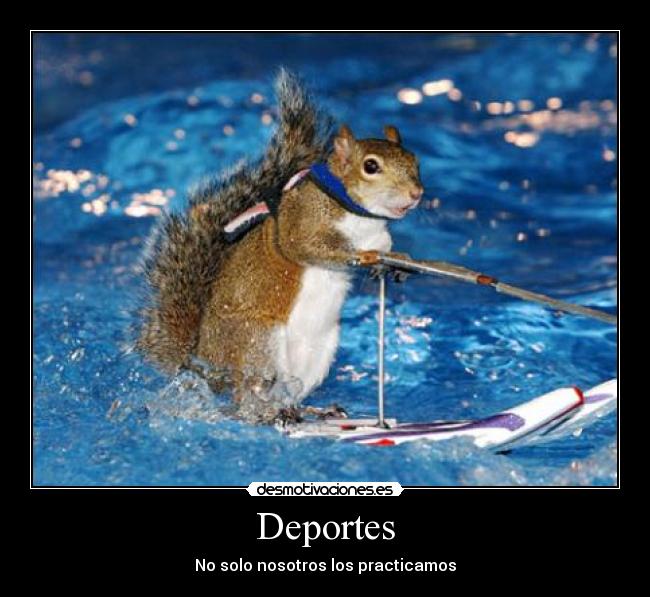 carteles deportes desportes ardillas desmotivaciones