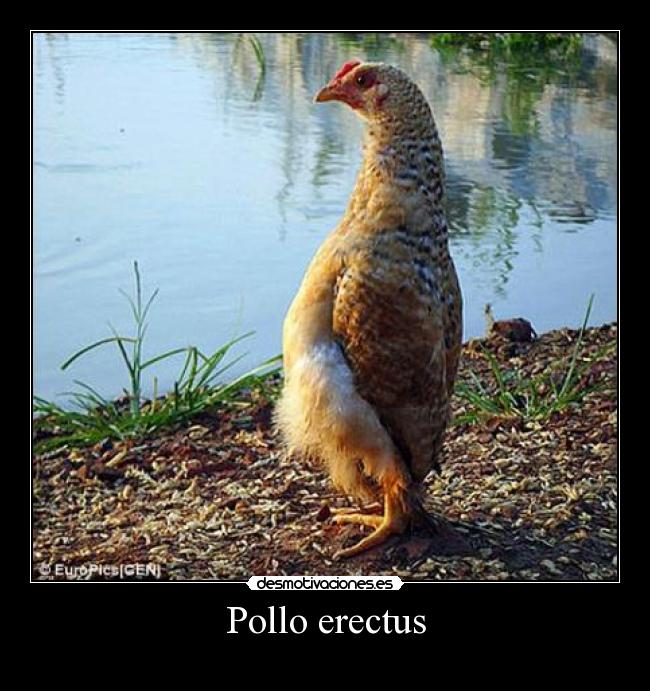 Pollo erectus -