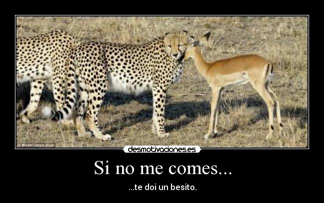 Si no me comes... - 