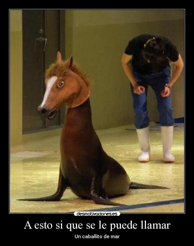 A esto si que se le puede llamar - Un caballito de mar