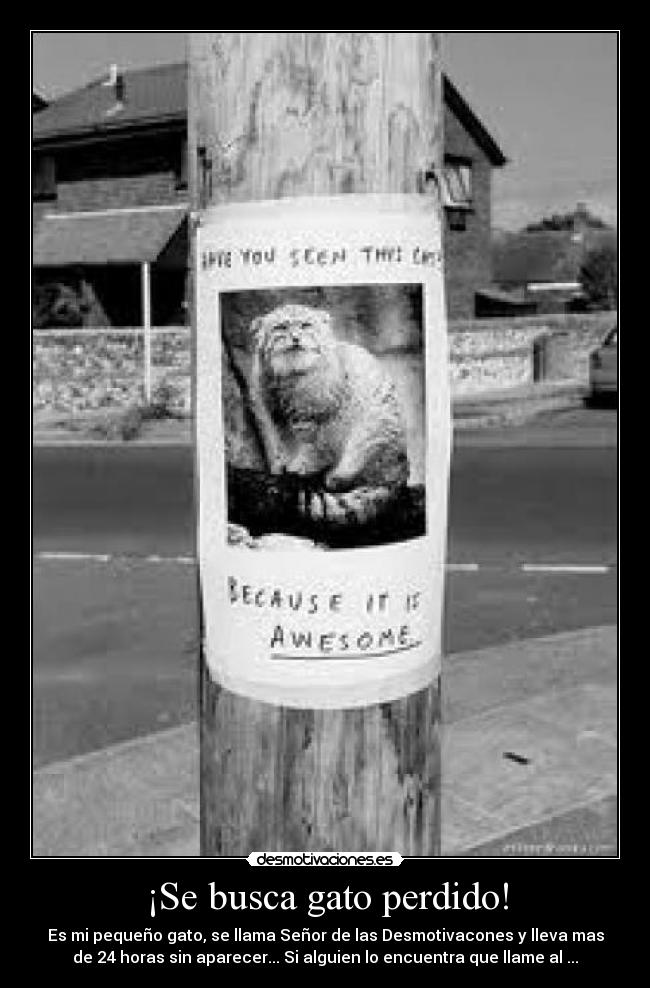 ¡Se busca gato perdido! -