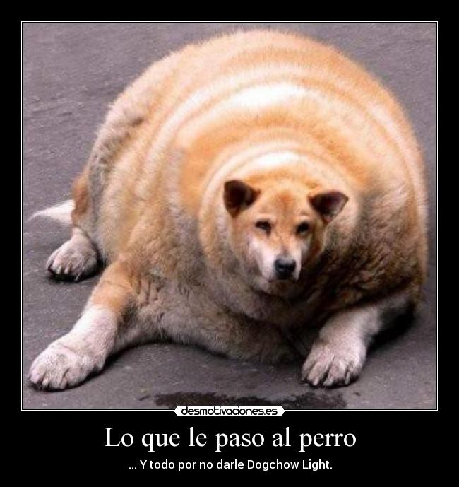 carteles perro gordo dogchow light desmotivaciones