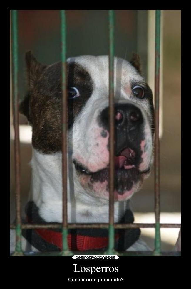 Losperros - 