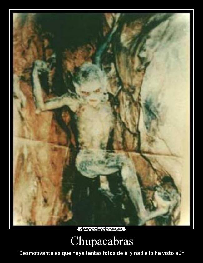 Chupacabras - Desmotivante es que haya tantas fotos de èl y nadie lo ha visto aún