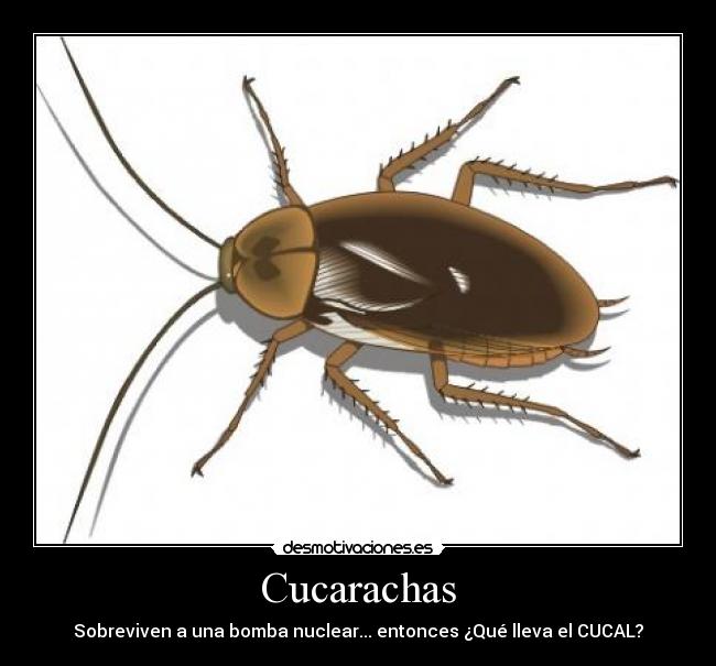 Cucarachas -