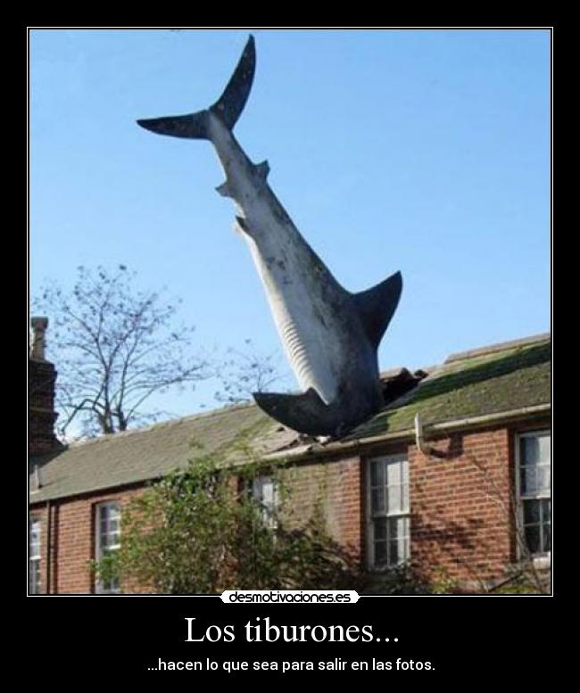 Los tiburones... - 