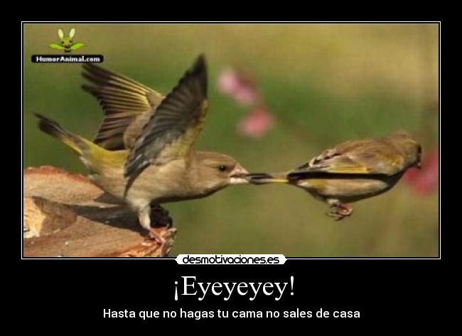 ¡Eyeyeyey! - 