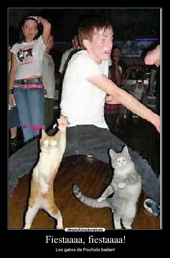 Fiestaaaa, fiestaaaa! - Los gatos de Pocholo bailan!