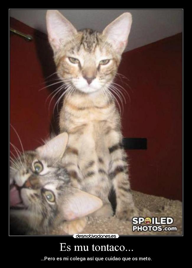 Es mu tontaco... - 