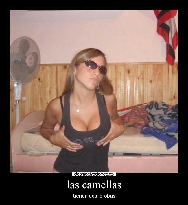 las camellas - tienen dos jorobas