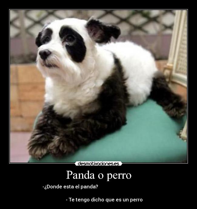 Panda o perro -