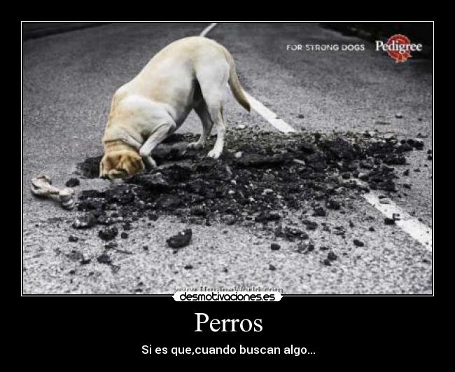 Perros - Si es que,cuando buscan algo...