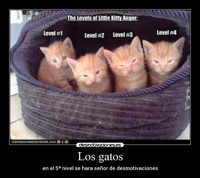 Los gatos - en el 5º nivel se hara señor de desmotivaciones