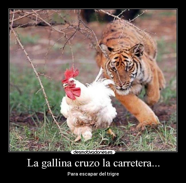 La gallina cruzo la carretera... - Para escapar del trigre