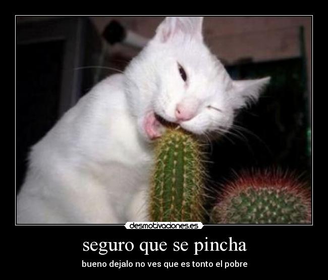 carteles gatostonto desmotivaciones