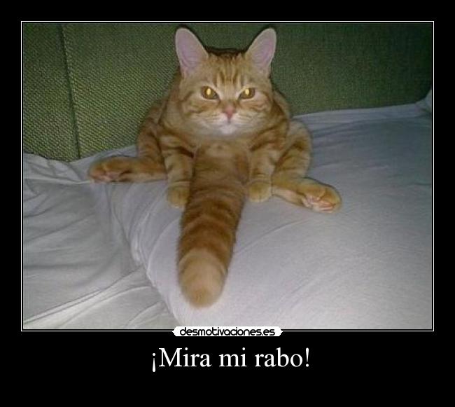 ¡Mira mi rabo! -