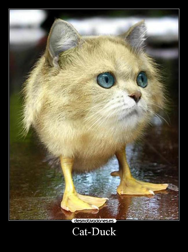 Cat-Duck -