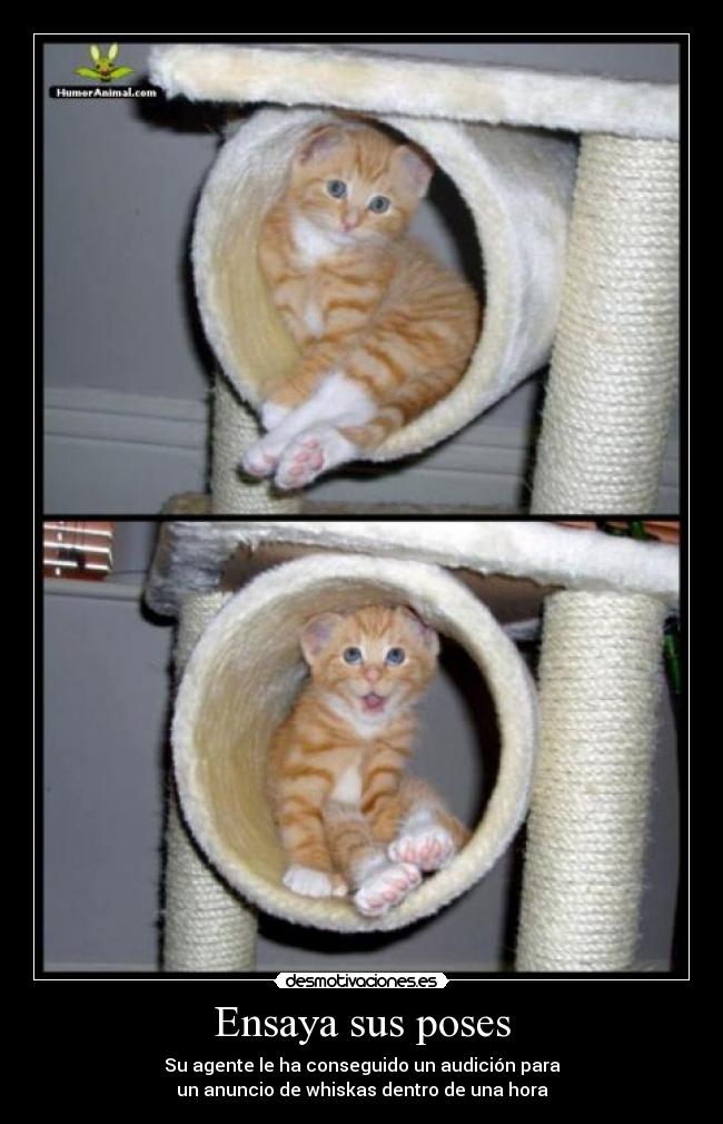 carteles ensaya sus poses desmotivaciones