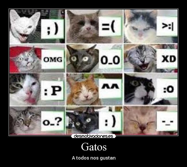 Gatos -