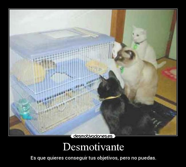 carteles gatodesmotivanteobjetivosconseguirkirtashnopuedasgatos desmotivaciones