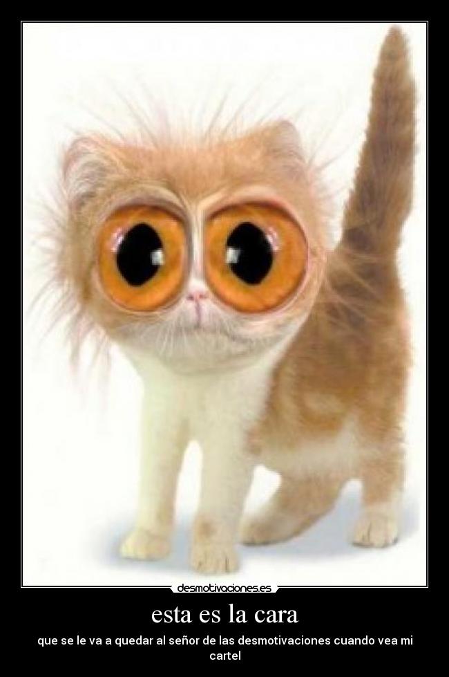 carteles gatoscara senor desmotivaciones sorpresa sorprendido desmotivaciones