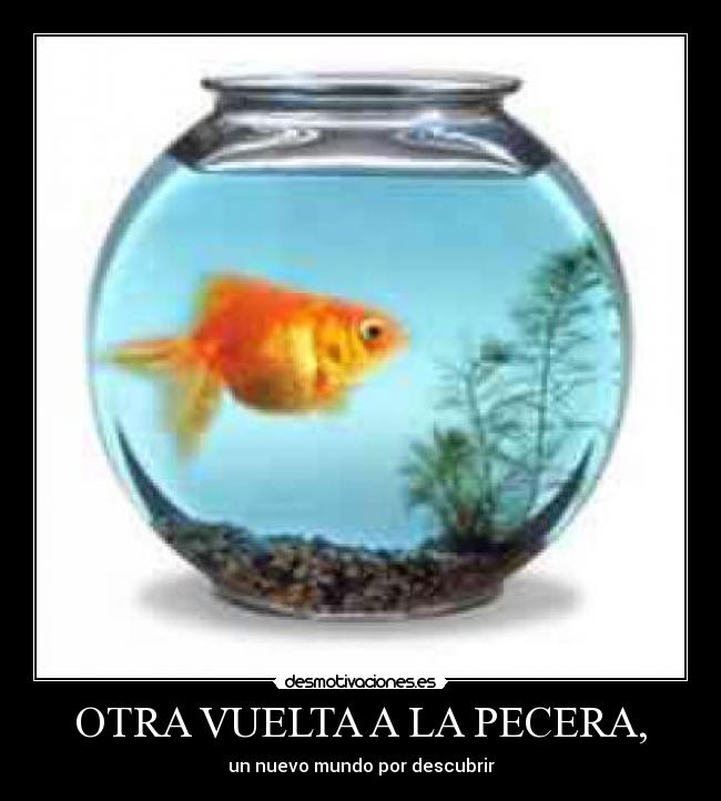 OTRA VUELTA A LA PECERA, - 