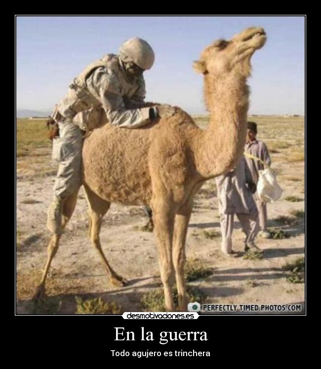 carteles guerra guerra camello jatxo desmotivaciones