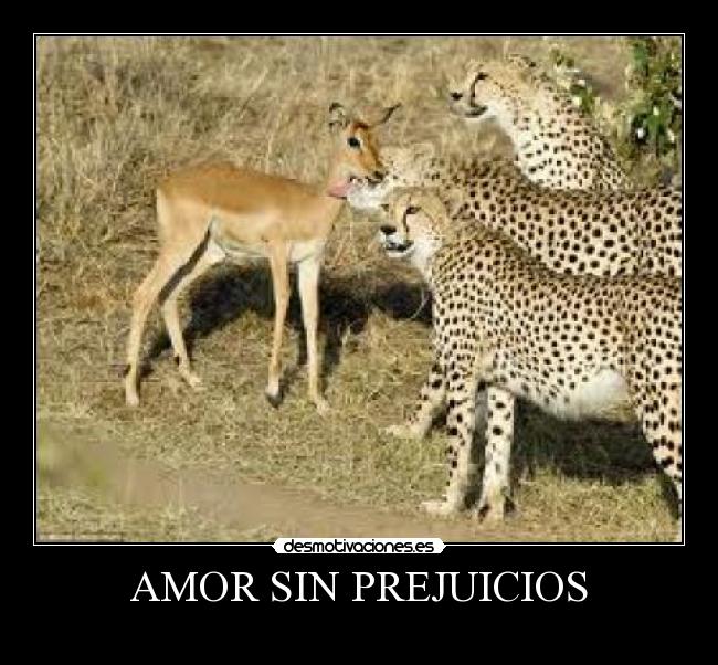 AMOR SIN PREJUICIOS -