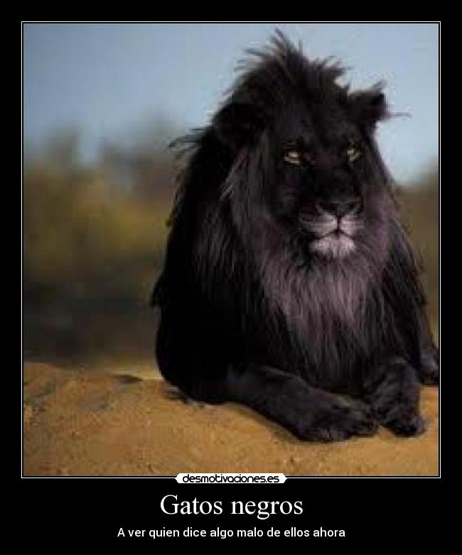 Resultado de imagen para gatos negros graciosos humor chistes