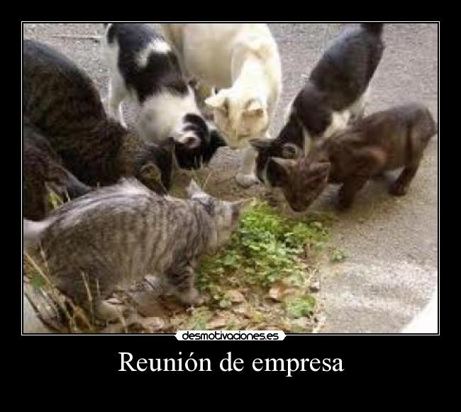 Reunión de empresa - 