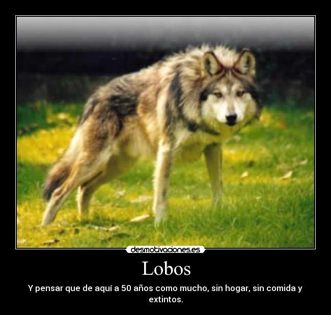 Lobos -