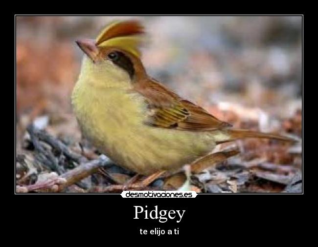 Pidgey - 
